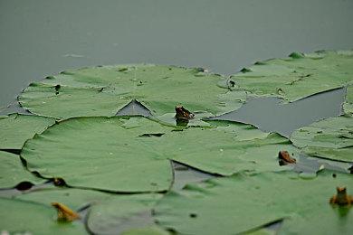 《Shadowed》Steam页面上线 经典肉鸽地牢探索